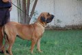 Matriz - Fila Brasileiro Dourado - Canil Singular - Nena